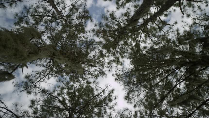 Clouds float above tall forest trees