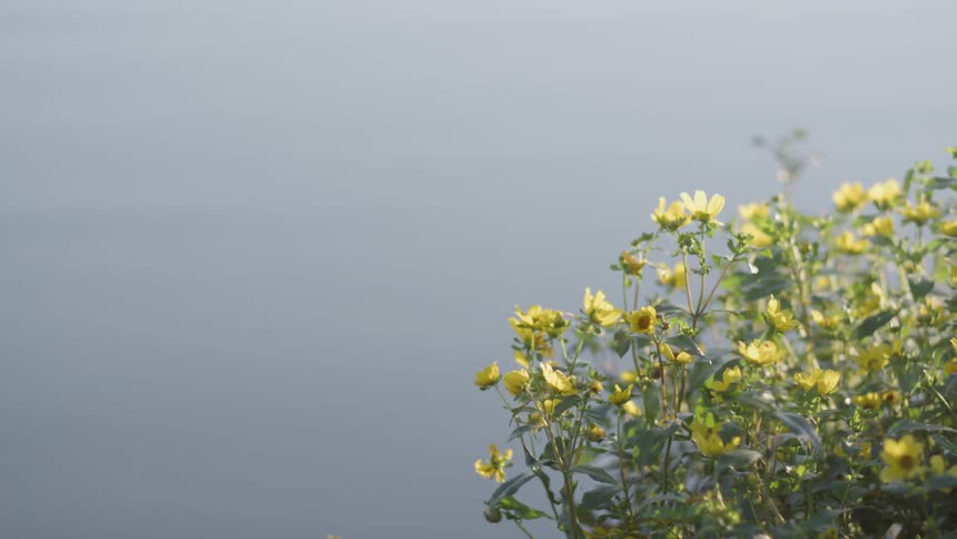 Yellow flowers next to some calm waters