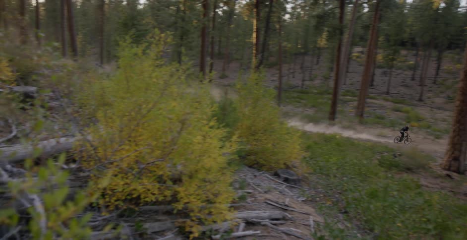 A bicyclist rides in a forest at sunset