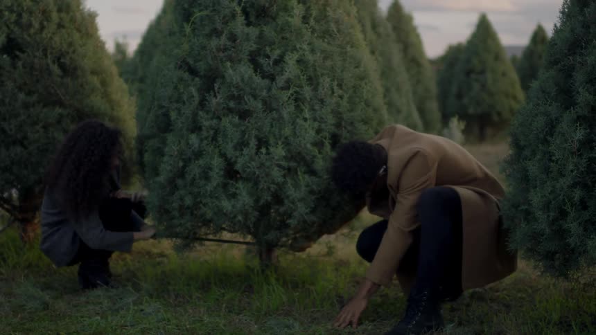 A man and woman cut down a pine tree