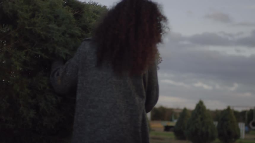 People are carrying a christmas tree on a christmas tree farm