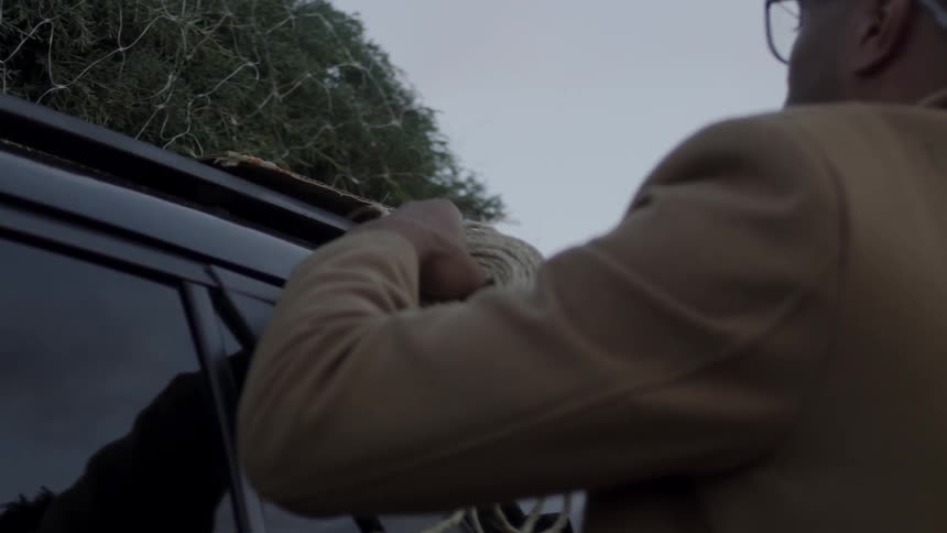 Man ties a pine tree to a car roof