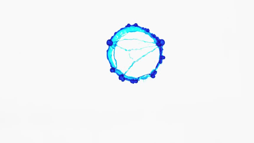 A blue drop of ink compresses to a fast organic pattern in a white solution