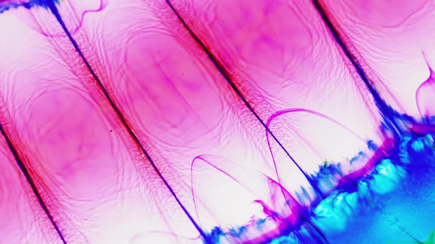 Colorful liquid formations bloom