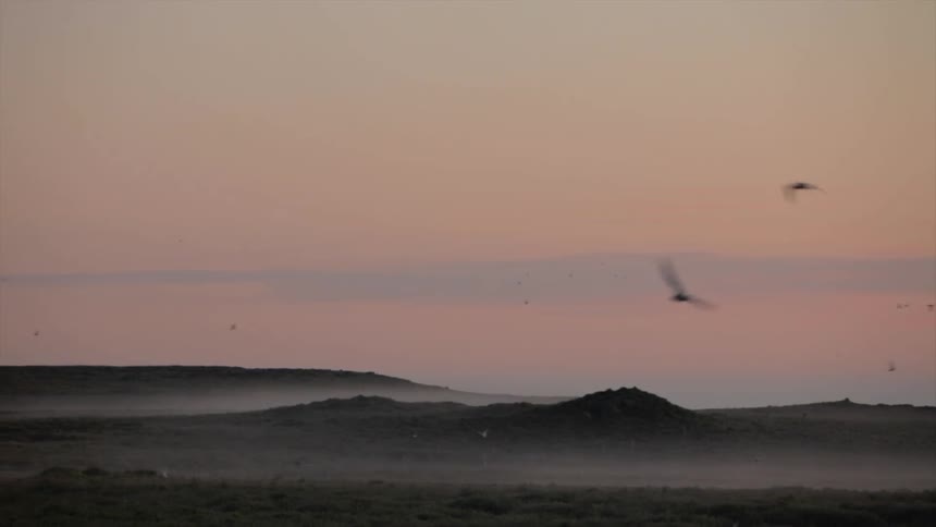 Birds fly over a sandy landscape at sunset