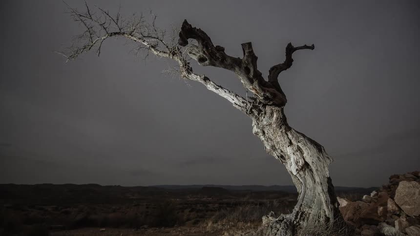 Fog and clouds roll past a tree during the night
