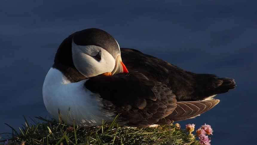 A puffin sits on grass