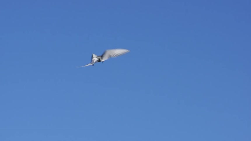 A bird flaps its wings and flies in the sky