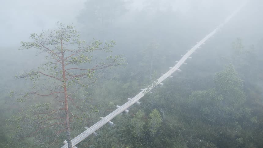 Mist floats over forest trees
