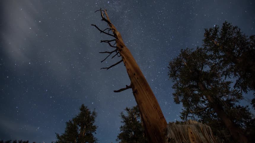 Clouds float over a dead tree trunk and several green trees