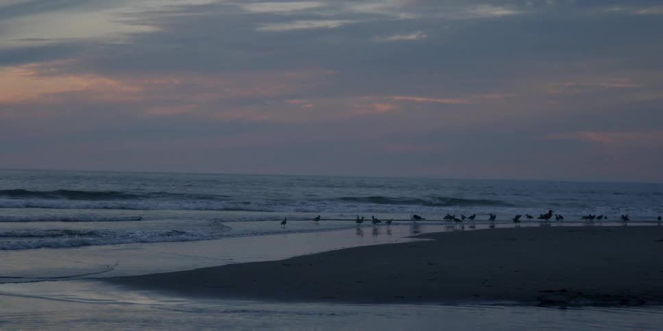 Birds are wading in the surf on a beach at dusk