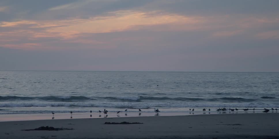 Birds stand on a beach at sunset