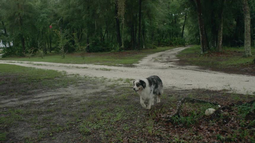 A dog is walking off a dirt road in a rural area during the day