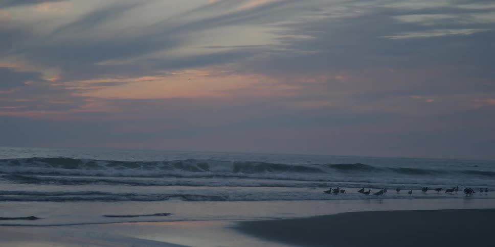 Birds walk on a beach at sunset