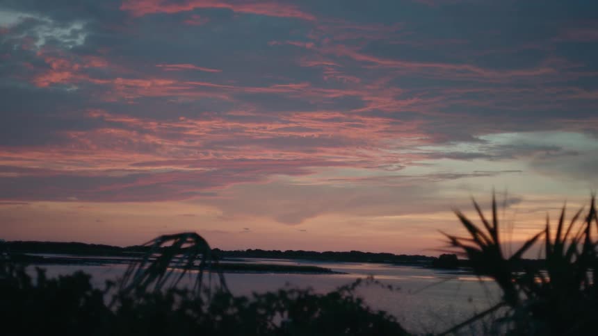 Plants are rustling in the breeze on a coastline at dusk