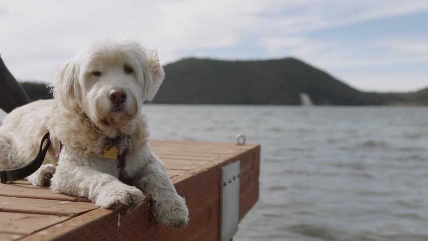 A small puppy is laying on the edge of a dock in a lake