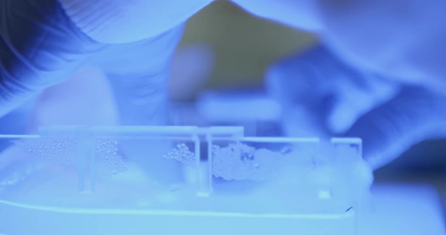 A laboratory worker uses gloves and a razor blade