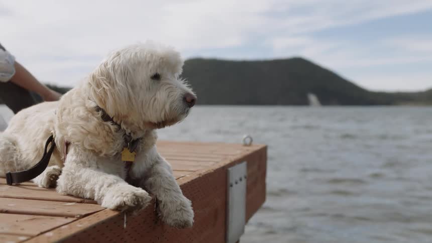 A dog lays down on a wood dock