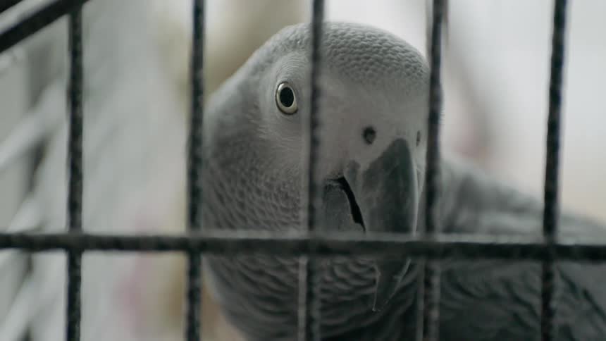 A gray bird looks out through the bars of a cage