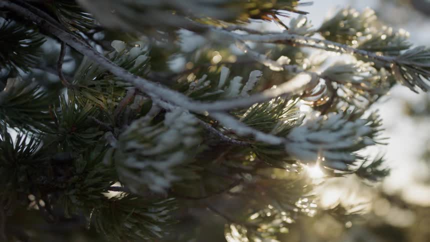 Sunlight shines on pine needles at sunset