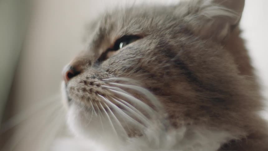 A cat closes its eyes and turns