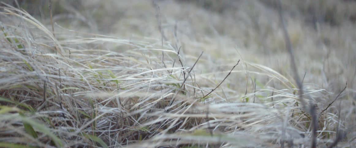 The wind is blowing grass on a hillside during the day