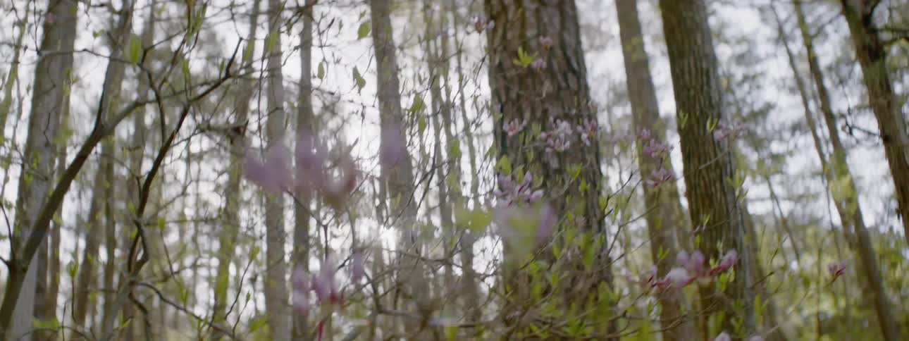 Purple flowers grow on a bush in the forest