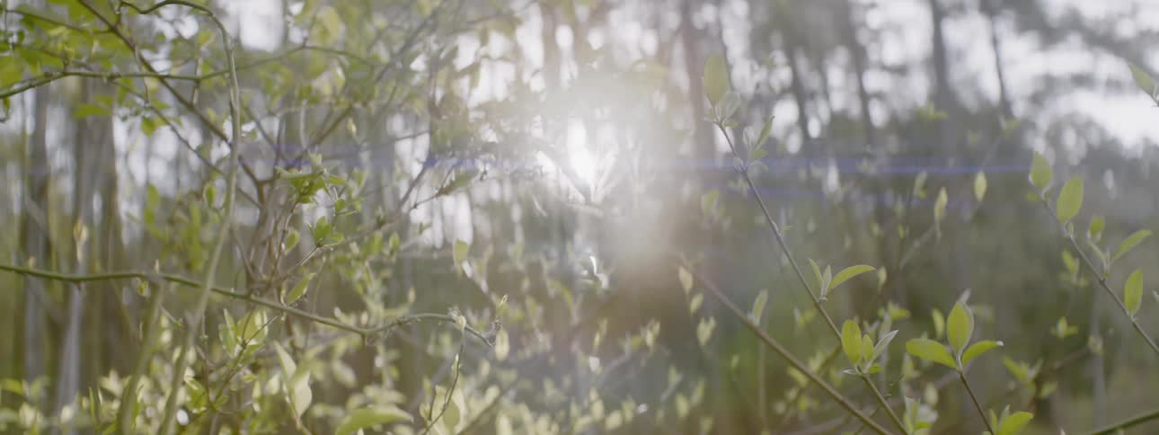 Bushes in a sunlit forest