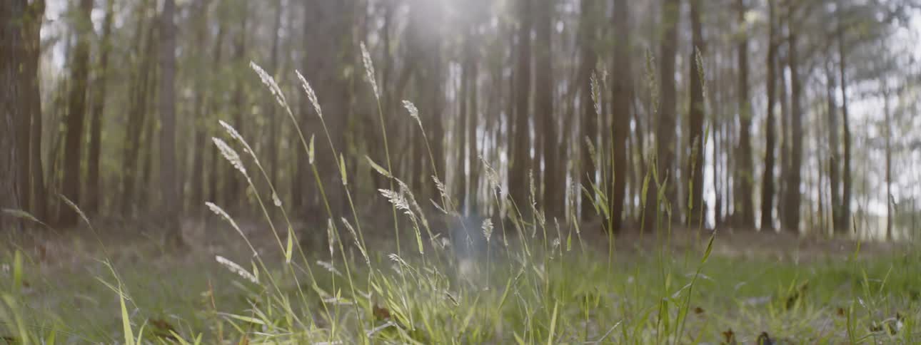 The wind blows grass outside on a sunny day