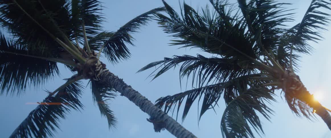 Palm fronds against a blue sky