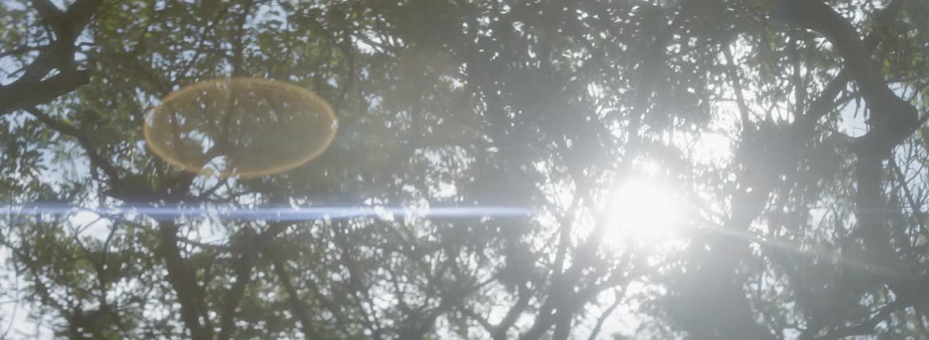 Sun shines through treetops