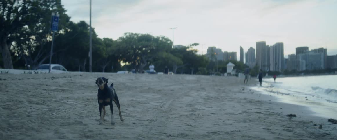 Dog barking on a beach near a large city on a cloudy day