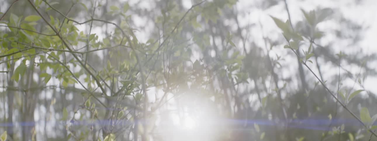 Sunlight shines through tree branches