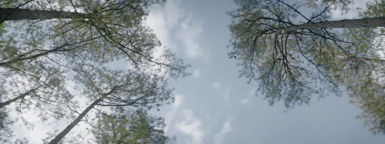 Treetops and clouds in the sky