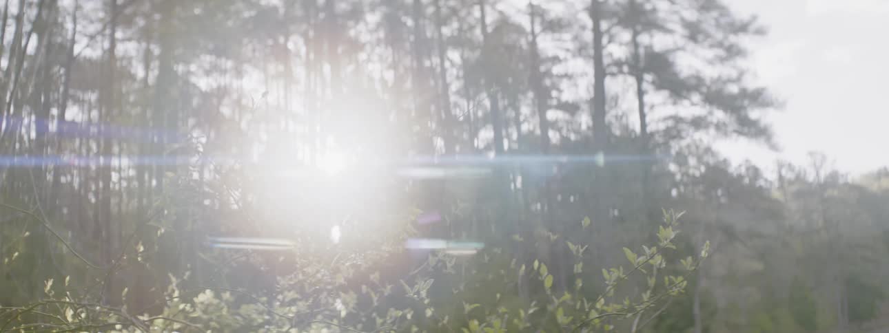 The sun shine filters between tall trees