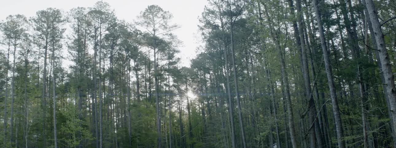 Sunlight shines through forest trees