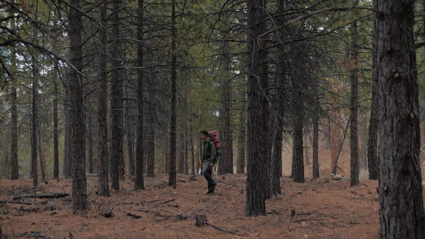 A man walks through a forest