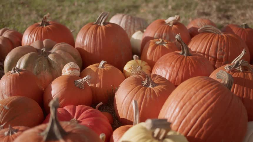 Pumpkins are displayed in the grass
