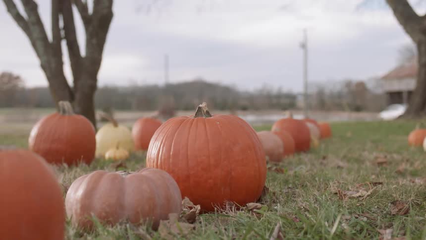 Rows of pumpkins