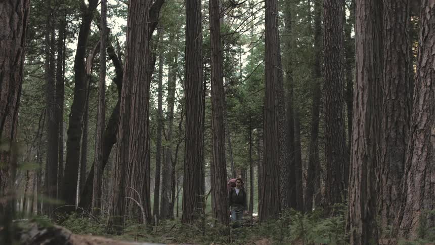 A person hiking in the woods