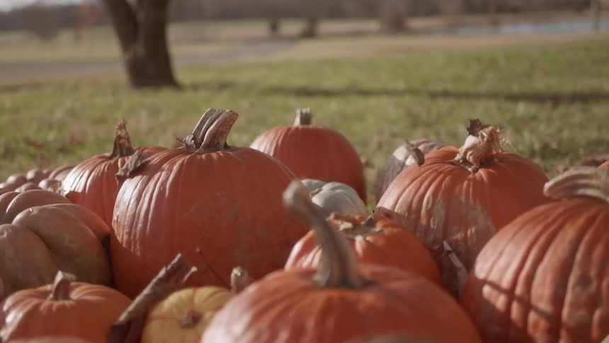 Leaves are blown over top of pumpkins