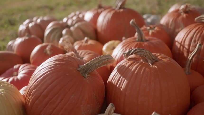 A large pile of pumpkins are in the middle of a field