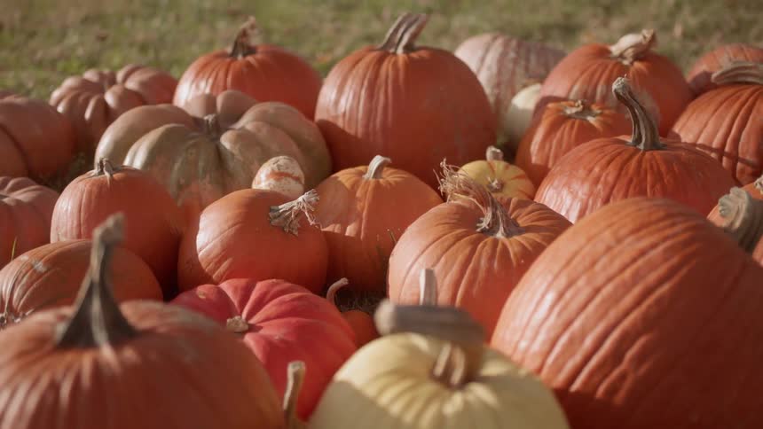 Pumpkins sit on a grassy lawn