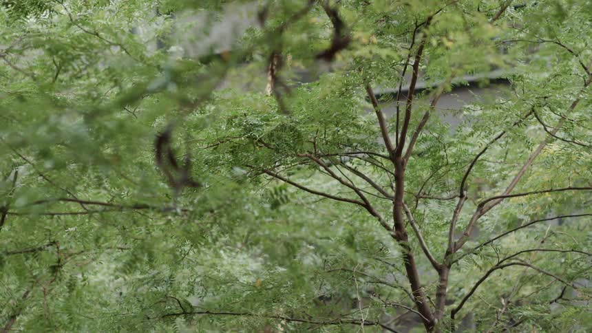 A large cliff is visible through the leaves of a trees