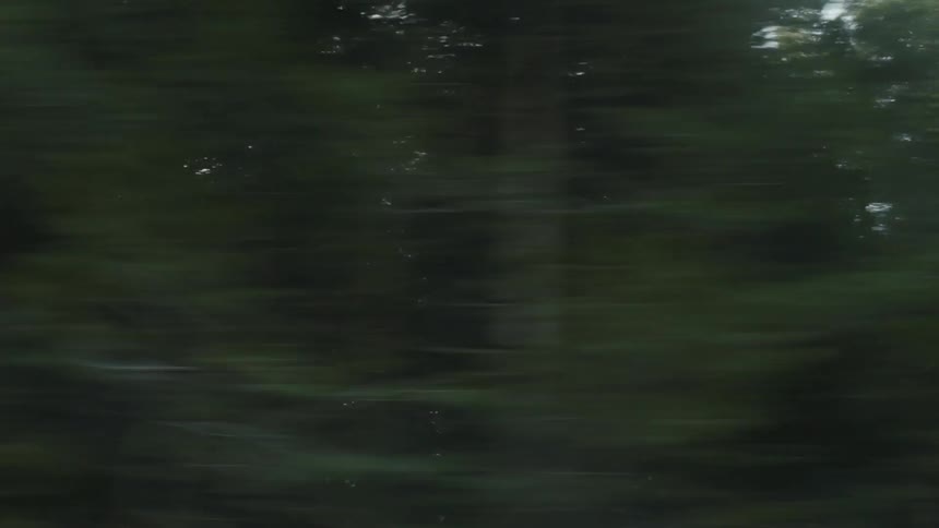 Fast moving view of a large forest on a cloudy day