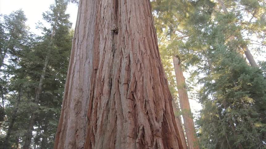 Man hiking walks up to a huge tree