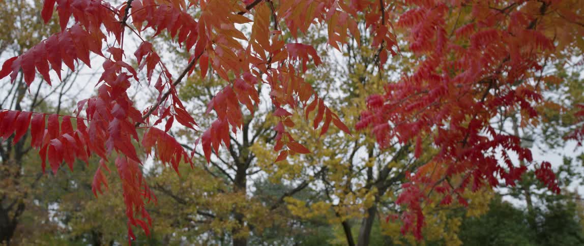 Leaves sway on tree branches in a park during an autumn day