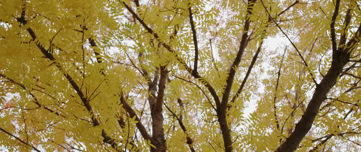 Leaves sway on tree branches in a park during an autumn day