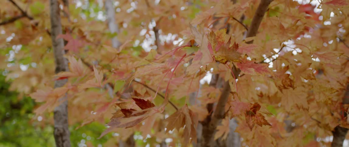 Autumn brown leaves are blowing in the daytime breeze