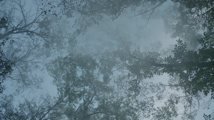 Smoke gathered among treetops